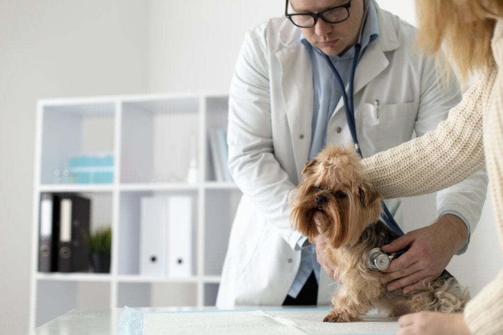 Navigating the Path of Pet Health Unveiling Common Heath Issues in Our Furry Friends