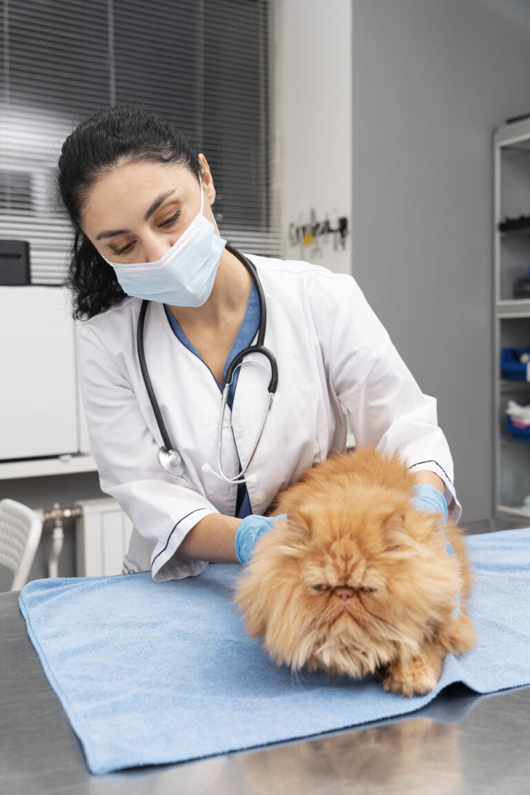 Navigating the Path of Pet Health Unveiling Common Heath Issues in Our Furry Friends